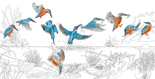 Kingfisher _ Acyl/Stifte/AI/PS